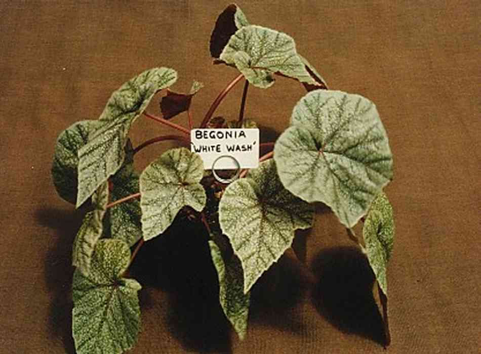 B. ‘Whitewash’
